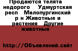 Продаются телята , недорого. - Удмуртская респ., Малопургинский р-н Животные и растения » Другие животные   